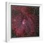 NGC 2264, the Cone and Christmas Tree Nebula-Stocktrek Images-Framed Photographic Print