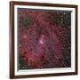 NGC 2264, the Cone and Christmas Tree Nebula-Stocktrek Images-Framed Photographic Print