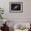 Ngc 2683, Spiral Galaxy in Lynx-null-Framed Photographic Print displayed on a wall