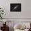 Ngc 2683, Spiral Galaxy in Lynx-null-Framed Photographic Print displayed on a wall