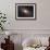 Ngc 2841, Spiral Galaxy in Ursa Major-null-Framed Photographic Print displayed on a wall