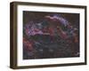 Ngc 6960, the Western Veil Nebula-null-Framed Photographic Print