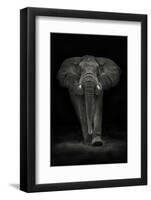 Ngorongoro Bull-Mario Moreno-Framed Photographic Print