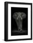 Ngorongoro Bull-Mario Moreno-Framed Photographic Print