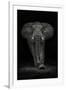 Ngorongoro Bull-Mario Moreno-Framed Photographic Print