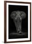 Ngorongoro Bull-Mario Moreno-Framed Photographic Print