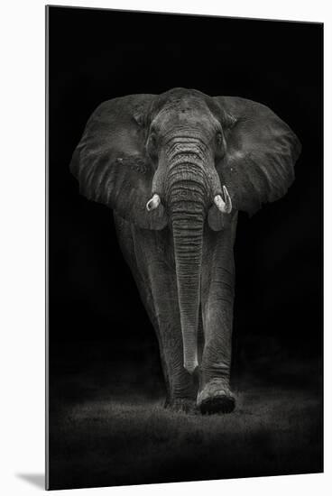 Ngorongoro Bull-Mario Moreno-Mounted Photographic Print