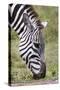Ngorongoro Conservation Area, Tanzania, Africa. Plains Zebra.-Karen Ann Sullivan-Stretched Canvas