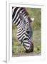 Ngorongoro Conservation Area, Tanzania, Africa. Plains Zebra.-Karen Ann Sullivan-Framed Photographic Print