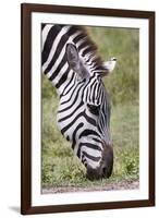 Ngorongoro Conservation Area, Tanzania, Africa. Plains Zebra.-Karen Ann Sullivan-Framed Photographic Print