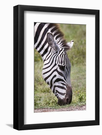 Ngorongoro Conservation Area, Tanzania, Africa. Plains Zebra.-Karen Ann Sullivan-Framed Photographic Print