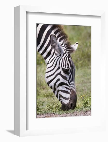 Ngorongoro Conservation Area, Tanzania, Africa. Plains Zebra.-Karen Ann Sullivan-Framed Photographic Print