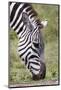 Ngorongoro Conservation Area, Tanzania, Africa. Plains Zebra.-Karen Ann Sullivan-Mounted Photographic Print