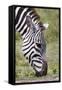 Ngorongoro Conservation Area, Tanzania, Africa. Plains Zebra.-Karen Ann Sullivan-Framed Stretched Canvas