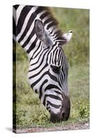 Ngorongoro Conservation Area, Tanzania, Africa. Plains Zebra.-Karen Ann Sullivan-Stretched Canvas