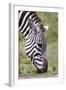 Ngorongoro Conservation Area, Tanzania, Africa. Plains Zebra.-Karen Ann Sullivan-Framed Photographic Print