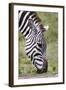 Ngorongoro Conservation Area, Tanzania, Africa. Plains Zebra.-Karen Ann Sullivan-Framed Photographic Print