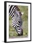 Ngorongoro Conservation Area, Tanzania, Africa. Plains Zebra.-Karen Ann Sullivan-Framed Photographic Print