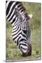 Ngorongoro Conservation Area, Tanzania, Africa. Plains Zebra.-Karen Ann Sullivan-Mounted Photographic Print