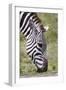 Ngorongoro Conservation Area, Tanzania, Africa. Plains Zebra.-Karen Ann Sullivan-Framed Photographic Print