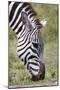 Ngorongoro Conservation Area, Tanzania, Africa. Plains Zebra.-Karen Ann Sullivan-Mounted Photographic Print