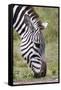 Ngorongoro Conservation Area, Tanzania, Africa. Plains Zebra.-Karen Ann Sullivan-Framed Stretched Canvas