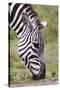 Ngorongoro Conservation Area, Tanzania, Africa. Plains Zebra.-Karen Ann Sullivan-Stretched Canvas