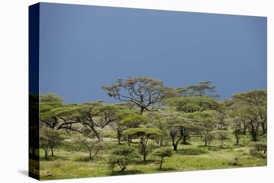 Ngorongoro Conservation Area, Tanzania-Paul Souders-Stretched Canvas