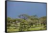 Ngorongoro Conservation Area, Tanzania-Paul Souders-Framed Stretched Canvas