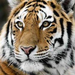 affordable tiger posters for