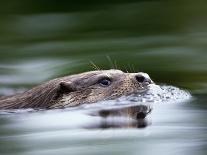 European River Otter Swimming, Otterpark Aqualutra, Leeuwarden, Netherlands-Niall Benvie-Photographic Print