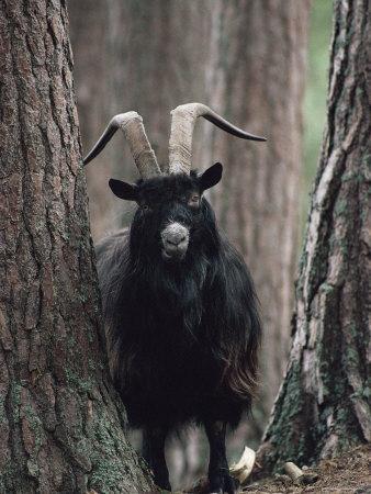 Feral Goat Male in Pinewood (Capra Hircus), Scotland