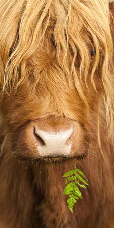 Head Portrait Of Highland Cow, Scotland, With Tiny Frond Of Bracken At Corner Of Mouth, UK