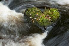 Heart-shaped mossy rock in fast flowing river, Ayrshire-Niall Benvie-Photographic Print