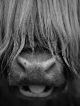 Head Portrait Of Highland Cow, Scotland, With Tiny Frond Of Bracken At Corner Of Mouth, UK-Niall Benvie-Framed Photographic Print