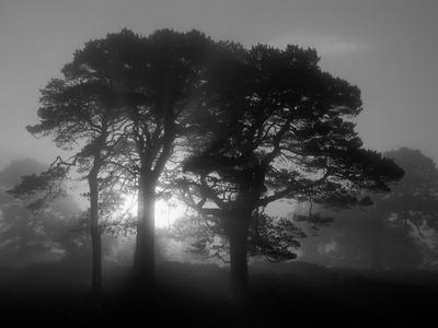Scots Pine (Pinus Sylvestris) in Morning Mist, Glen Affric, Inverness-Shire, Scotland, UK, Europe