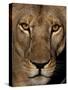 Stretched Canvas