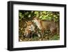 Nibble-Mark Bridger-Framed Art Print