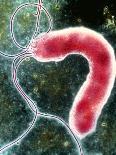 Coloured SEM of Escherichia Coli Bacteria-NIBSC-Framed Photographic Print