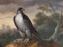 Faucon dévorant un oiseau.-Nicasius Bernaerts-Giclee Print