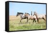 Nice Appaloosa Horses Running on Pasturage-Zuzule-Framed Stretched Canvas