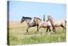 Nice Appaloosa Horses Running on Pasturage-Zuzule-Stretched Canvas