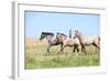 Nice Appaloosa Horses Running on Pasturage-Zuzule-Framed Photographic Print