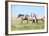 Nice Appaloosa Horses Running on Pasturage-Zuzule-Framed Photographic Print