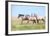 Nice Appaloosa Horses Running on Pasturage-Zuzule-Framed Photographic Print