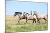 Nice Appaloosa Horses Running on Pasturage-Zuzule-Mounted Photographic Print