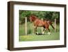 Nice Chestnut Arabian Horse Running in Paddock-Zuzule-Framed Photographic Print