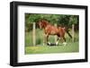 Nice Chestnut Arabian Horse Running in Paddock-Zuzule-Framed Photographic Print