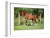 Nice Chestnut Arabian Horse Running in Paddock-Zuzule-Framed Photographic Print