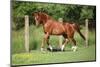 Nice Chestnut Arabian Horse Running in Paddock-Zuzule-Mounted Photographic Print